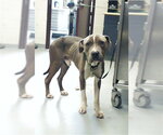 Small Mutt