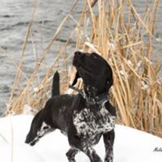 Medium German Shorthaired Pointer