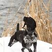 Small German Shorthaired Pointer