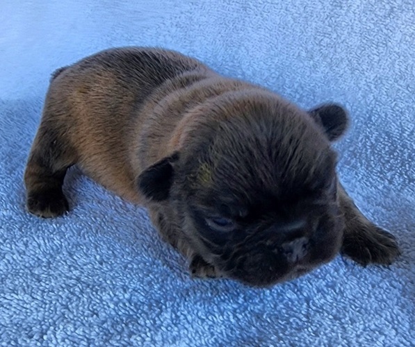 Medium Photo #3 French Bulldog Puppy For Sale in LAS VEGAS, NV, USA