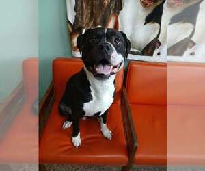 Oden - Male Mutt Dog for Adoption