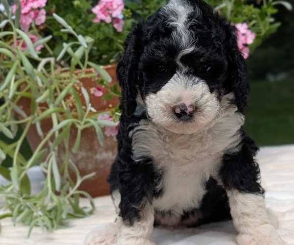 Medium Photo #87 Miniature Bernedoodle Puppy For Sale in GOSHEN, IN, USA