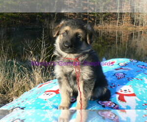 German Shepherd Dog Puppy for Sale in PIEDMONT, Missouri USA