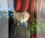 Small #2 Poovanese