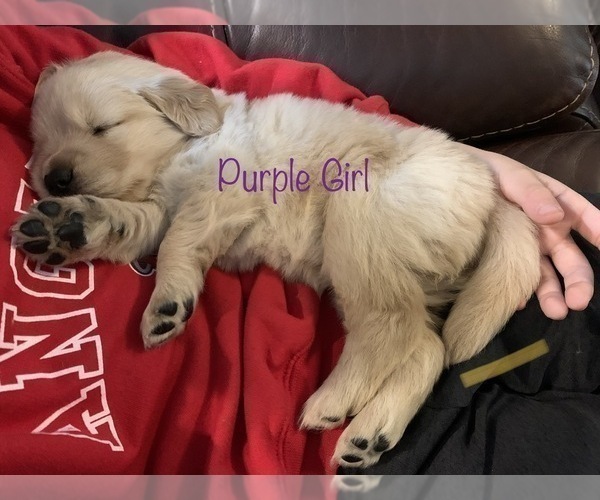 Medium Photo #8 Golden Retriever Puppy For Sale in WILM, NC, USA