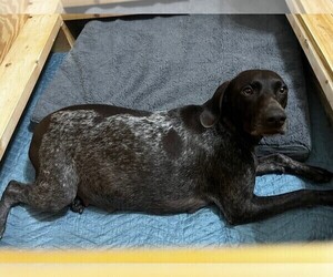 Mother of the German Shorthaired Pointer puppies born on 09/04/2022