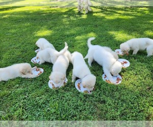 Alaskan Malamute-German Shepherd Dog Mix Puppy for sale in SULLIVAN, IN, USA