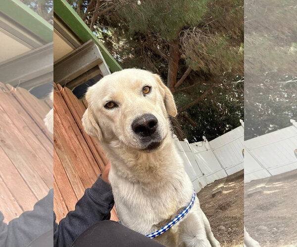 Medium Photo #1 Labrador Retriever-Unknown Mix Puppy For Sale in San Diego, CA, USA
