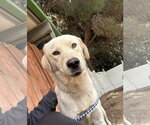 Small Labrador Retriever Mix
