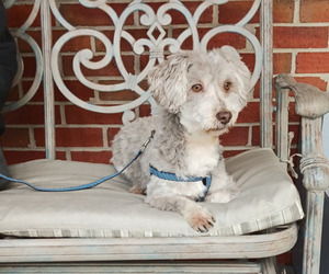 Havanese Puppy for sale in WINSTON SALEM, NC, USA