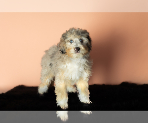 Miniature Bernedoodle-Poodle (Miniature) Mix Puppy for sale in SHIPSHEWANA, IN, USA