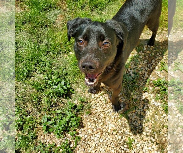 Medium Photo #5 Labrador Retriever-Unknown Mix Puppy For Sale in New Castle, DE, USA