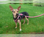 Small #3 Chihuahua Mix