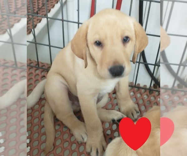 View Ad Labrador Retriever Litter of Puppies for Sale near Kansas