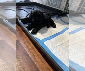 Cocker Spaniel Puppy for sale in HODGENVILLE, KY, USA
