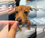 Small #2 Chihuahua
