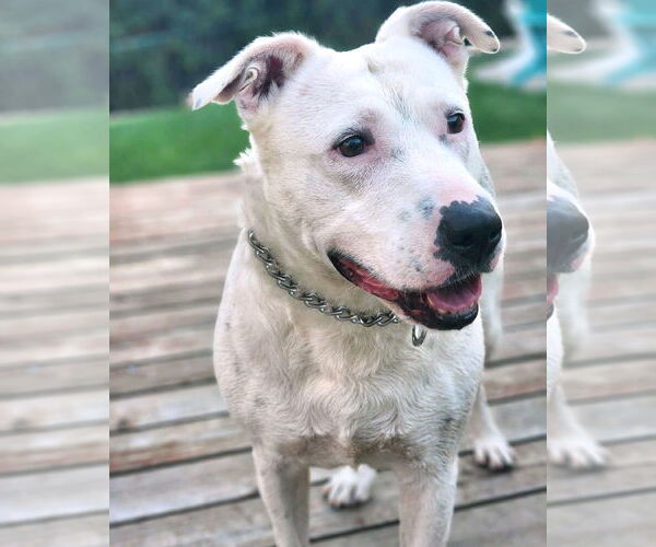 Medium Photo #12 American Pit Bull Terrier-Unknown Mix Puppy For Sale in Corona, CA, USA