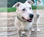 Small #11 American Pit Bull Terrier Mix