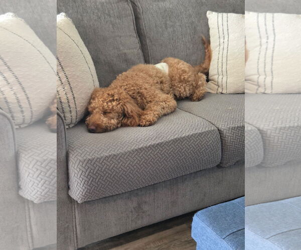 Medium Photo #2 Mutt Puppy For Sale in Valrico, FL, USA