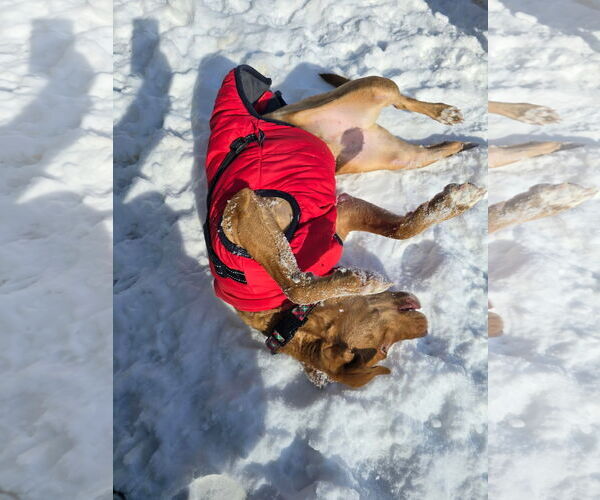 Medium Photo #12 Golden Retriever-Unknown Mix Puppy For Sale in Columbus, IN, USA