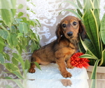 Small #2 Dachshund