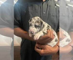 Great Dane Puppy for sale in BUDA, TX, USA