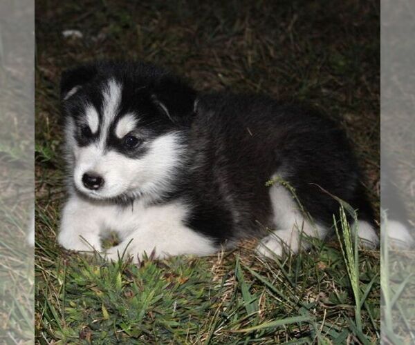 Medium Photo #4 Alaskan Malamute Puppy For Sale in CROGHAN, NY, USA