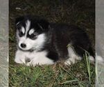 Small #3 Alaskan Malamute