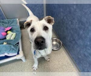 Sharberian Husky Dogs for adoption in Fort Collins, CO, USA