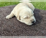 Small Photo #21 Golden Retriever Puppy For Sale in WOOSTER, OH, USA