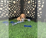 Beanie - Male Dachshund Puppy for Sale - Photo #2