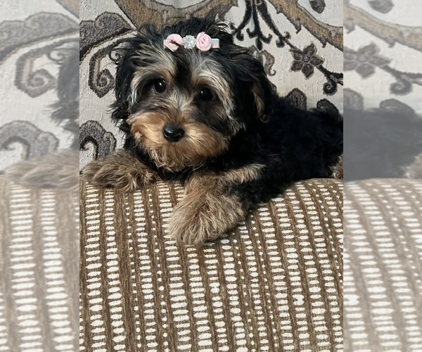 Medium Photo #4 Yorkipoo Puppy For Sale in RICHMOND, IL, USA