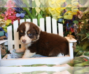 Australian Shepherd Puppy for sale in WESTFIELD, MA, USA
