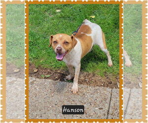 Mutt Dogs for adoption in Granbury, TX, USA