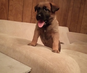 Malinois Puppy for sale in VIDOR, TX, USA