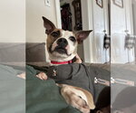 Small #3 Chihuahua Mix