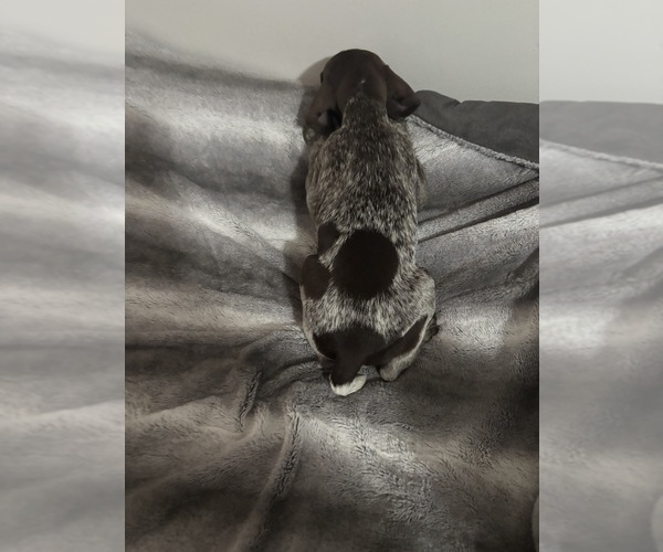 Medium Photo #6 German Shorthaired Pointer Puppy For Sale in STATE COLLEGE, PA, USA