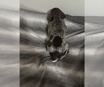 Small Photo #20 German Shorthaired Pointer Puppy For Sale in STATE COLLEGE, PA, USA