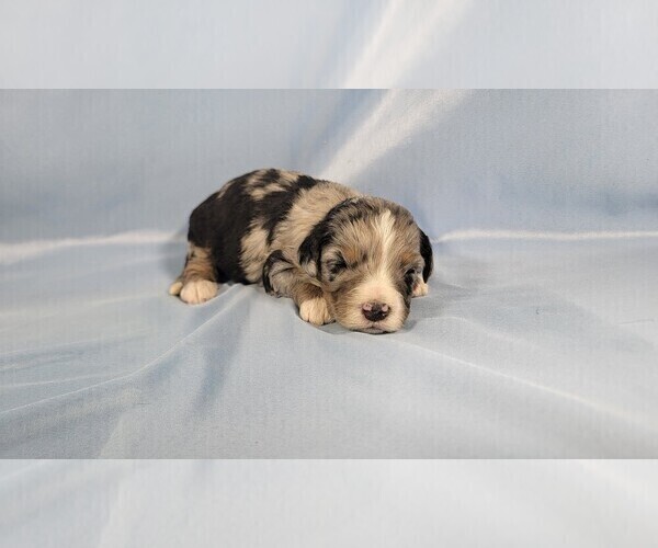 Medium Photo #37 Bernedoodle (Miniature) Puppy For Sale in BLACK FOREST, CO, USA