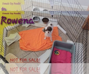 Mother of the Poodle (Toy) puppies born on 10/24/2025