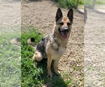 Small #2 German Shepherd Dog