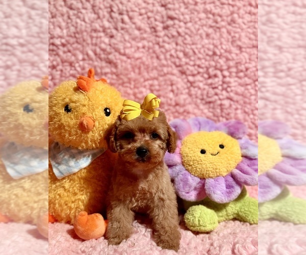 Medium Photo #5 Poodle (Toy) Puppy For Sale in REDLANDS, CA, USA