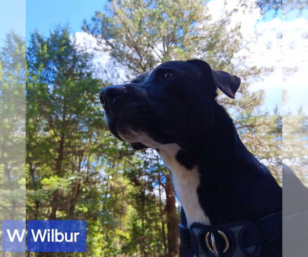 Medium Photo #4 Mutt Puppy For Sale in Farmerville, LA, USA