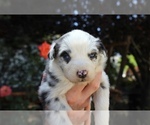 Puppy Topaz Australian Shepherd