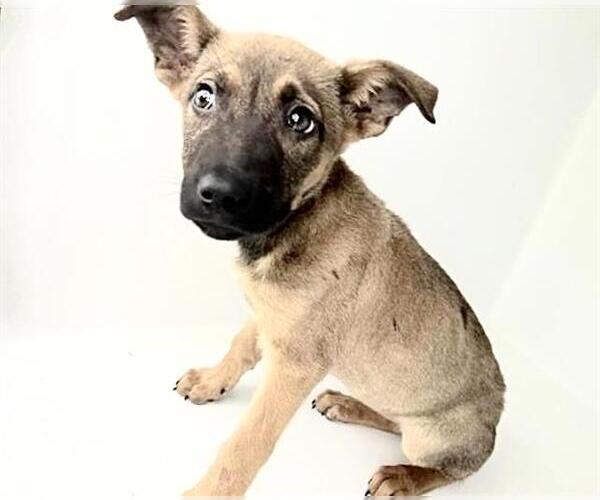 Medium Photo #1 German Shepherd Dog-Unknown Mix Puppy For Sale in Houston, TX, USA