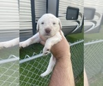 Small #9 Labradoodle