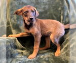 Small German Shepherd Dog