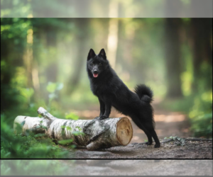 Schipperke Puppy for Sale in BOYCE, Virginia USA