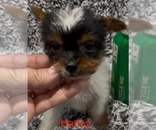 Medium Photo #4 Biewer Terrier Puppy For Sale in AZLE, TX, USA