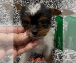Small #3 Biewer Terrier